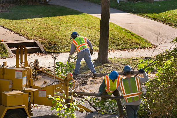 Tree Removal for Businesses in Pearl Beach, MI